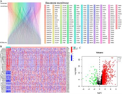 Prognosis prediction of head and neck squamous cell carcinoma through the basement membrane-related lncRNA risk model